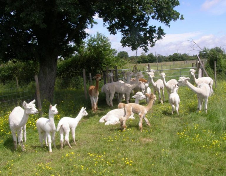 parc-animaux-alpagas-proche-camping-lac-hautibus