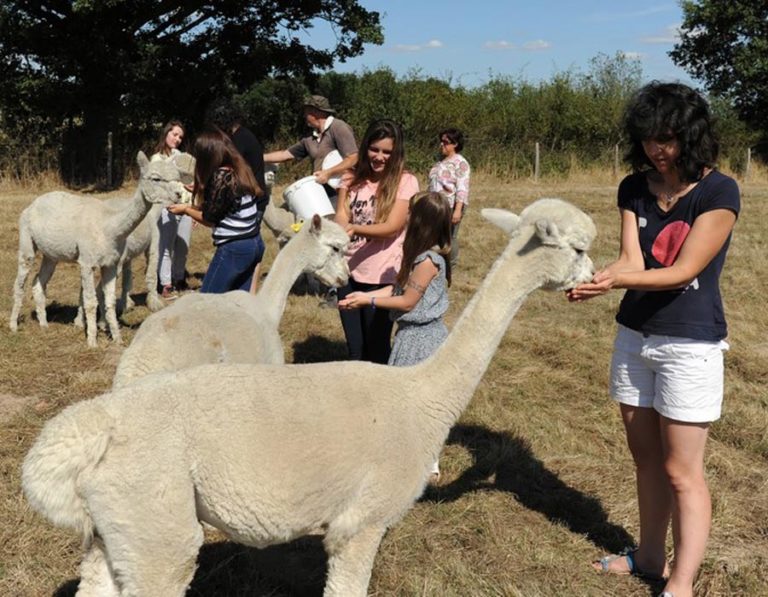 parc-animaux-alpagas-proche-camping-lac-hautibus-argenton