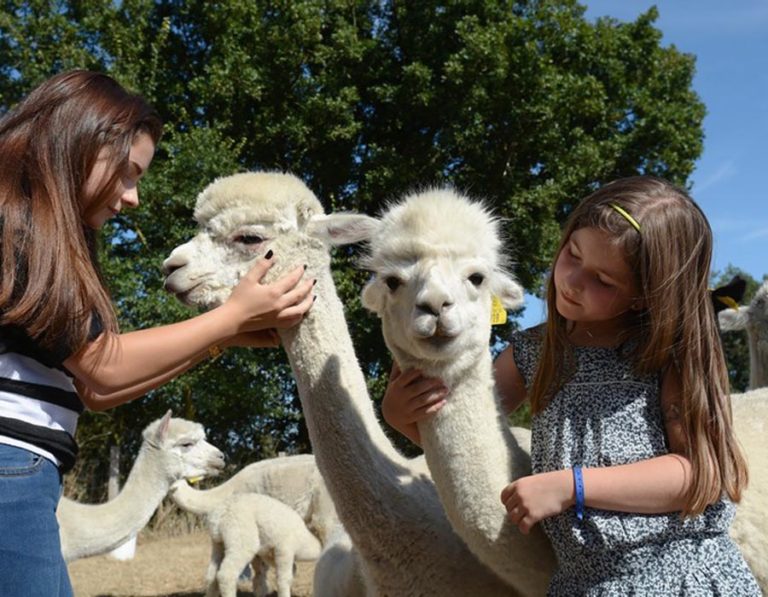 parc-enfant-animaux-alpagas-proche-camping-lac-hautibus